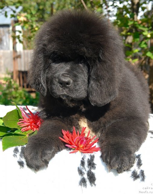Фото: ньюфаундленд Сент Джонс Фиеста оф Саммер Дей (Sent Djons Fiesta in Summer Day)