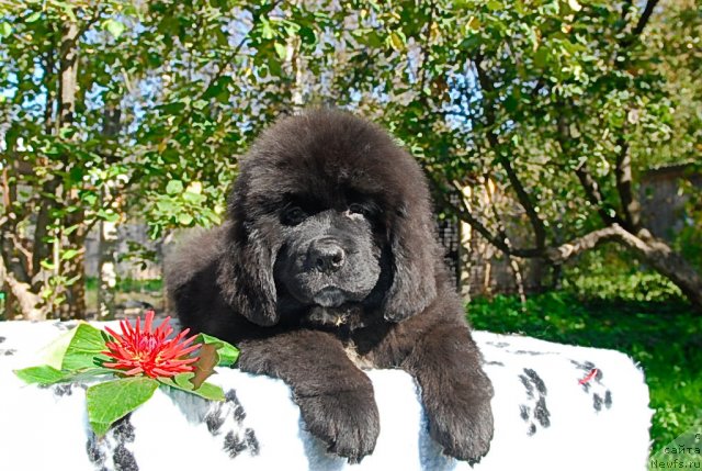 Фото: ньюфаундленд Сент Джонс Фиеста оф Саммер Дей (Sent Djons Fiesta in Summer Day)