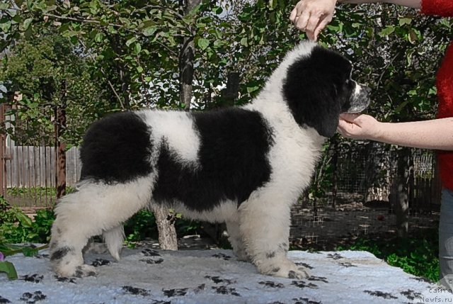 Фото: ньюфаундленд Сент Джонс Фаберже Коллекшен (Sent Djons Faberge Collection)