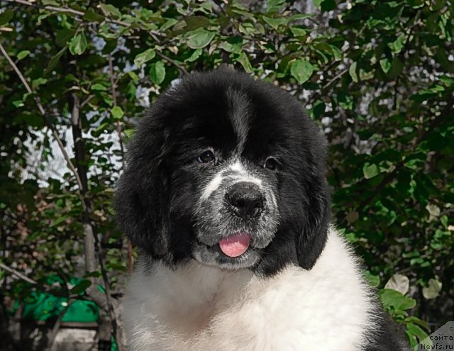 Фото: ньюфаундленд Сент Джонс Фаберже Коллекшен (Sent Djons Faberge Collection)