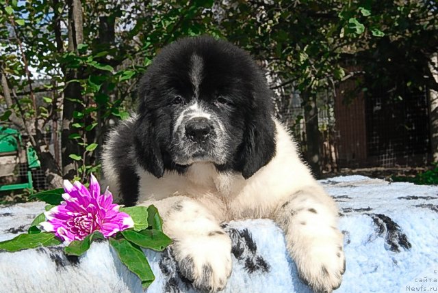 Фото: ньюфаундленд Сент Джонс Фаберже Коллекшен (Sent Djons Faberge Collection)