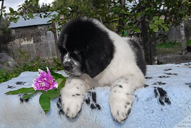 Фото: ньюфаундленд Сент Джонс Фаберже Коллекшен (Sent Djons Faberge Collection)