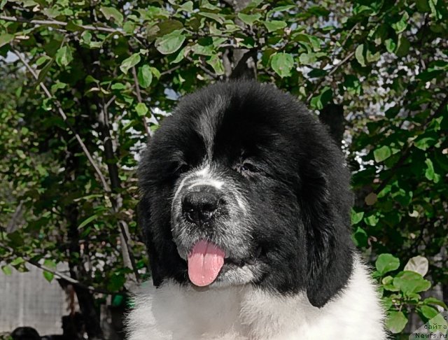 Фото: ньюфаундленд Сент Джонс Фаберже Коллекшен (Sent Djons Faberge Collection)