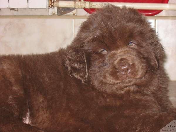 Фото: ньюфаундленд Ёран с Берега Дона