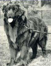 Фото: ньюфаундленд Freiherr vom Riesrand