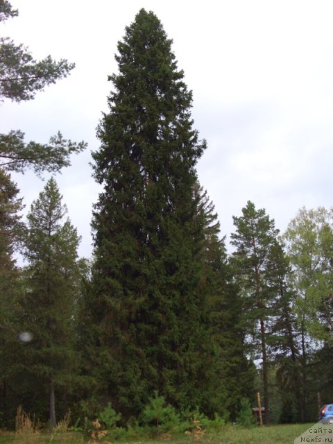 Фотография № 50007