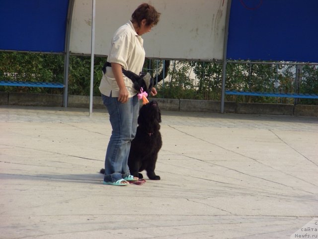 Фотография № 50012