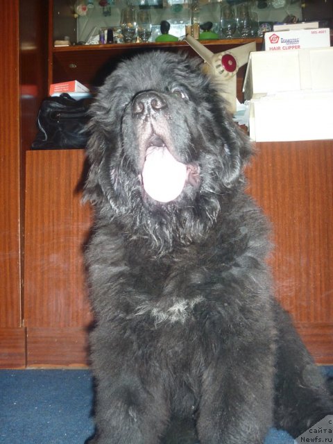 Фото: ньюфаундленд Илья Муромец