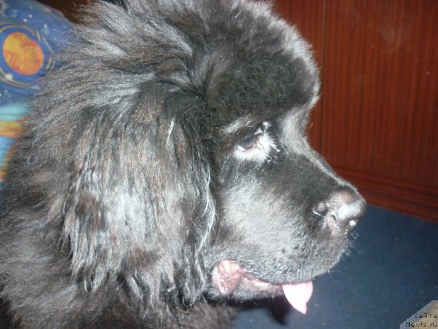 Фото: ньюфаундленд Илья Муромец