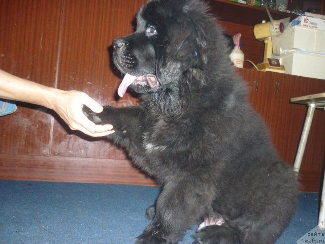 Фото: ньюфаундленд Илья Муромец