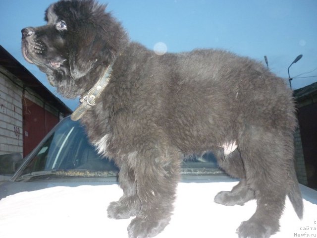 Фото: ньюфаундленд Илья Муромец