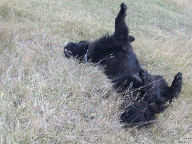 Фото: ньюфаундленд Карат из Медвежьего Яра (Karat iz Medvejyego Yara)