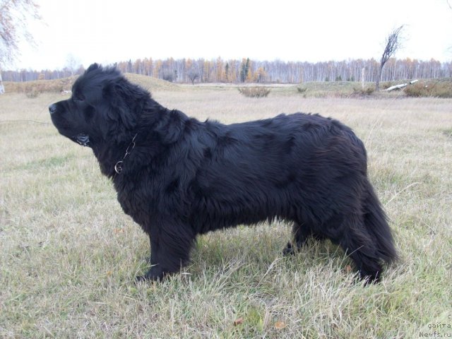 Фото: ньюфаундленд Ярада из Сибирской Глубинки (Yarada iz Sibirskoy Glubinki)