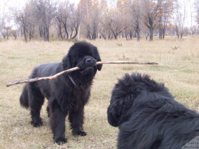 Фото: ньюфаундленд Карат из Медвежьего Яра (Karat iz Medvejyego Yara)