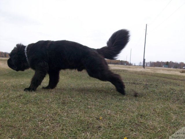Фото: ньюфаундленд Карат из Медвежьего Яра (Karat iz Medvejyego Yara)