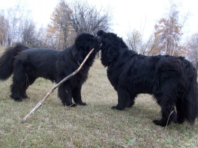 Фото: ньюфаундленд Ярада из Сибирской Глубинки (Yarada iz Sibirskoy Glubinki)