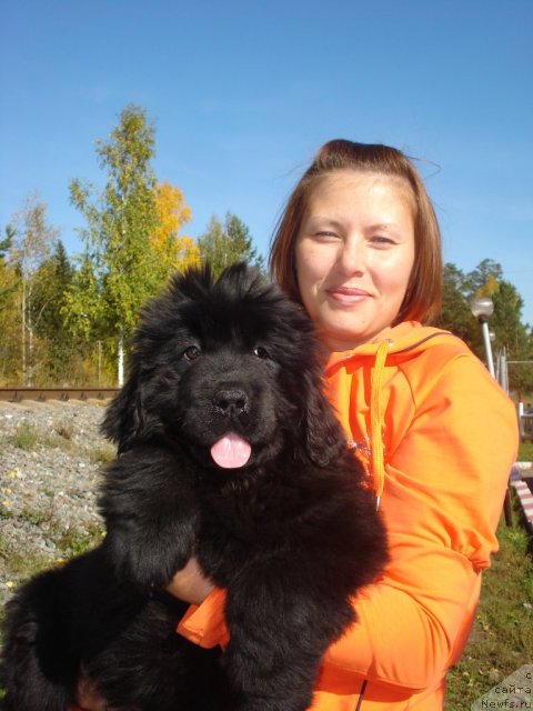 Фото: ньюфаундленд Их Высочество Глория Айрис (Ih Visochestvo Gloria Airis)
