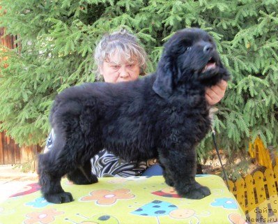 Фото: ньюфаундленд Амулет Гранд Прайз