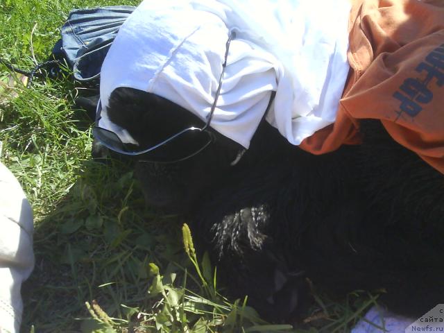 Фото: ньюфаундленд Челенджер