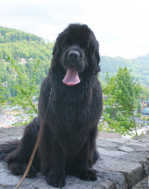 Фото: ньюфаундленд Жасмин Северный Каприз из Медвежьего Яра (Zhasmine Severny Caprice iz Medvejyego Yara)