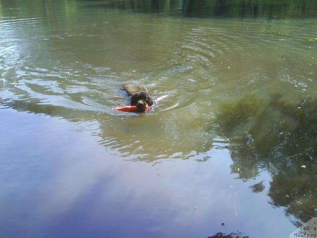 Фото: ньюфаундленд Челенджер