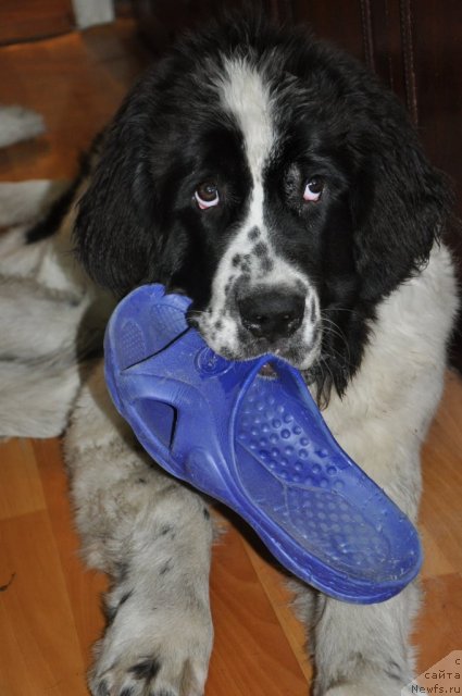 Фото: ньюфаундленд Ница для Кара Аюлар из Тихого Омута (Nica Dlja Kara Ayular iz Tihogo Omuta)