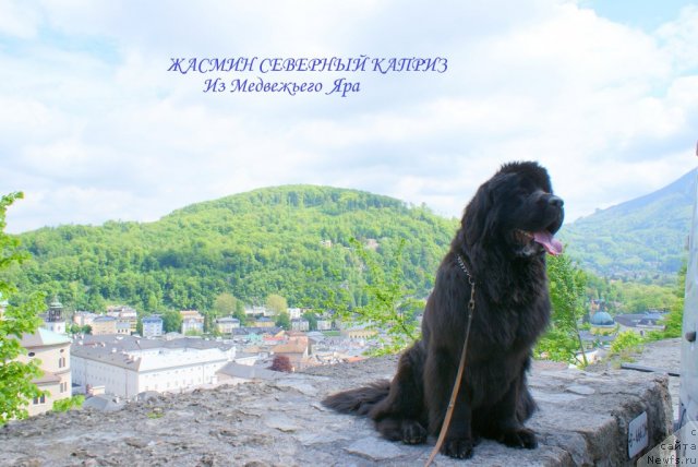 Фото: ньюфаундленд Жасмин Северный Каприз из Медвежьего Яра (Zhasmine Severny Caprice iz Medvejyego Yara)