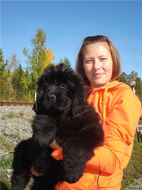 Фото: ньюфаундленд Их Высочество Глория Айрис (Ih Visochestvo Gloria Airis), Марина Горошенко