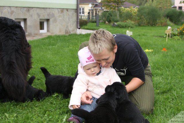 Фото: ньюфаундленд Сладкая Моя от Сибирского Медведя, Наталья Ярыгина, Варя