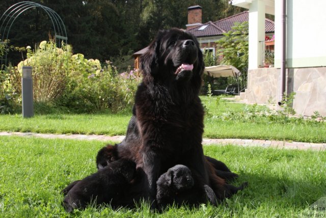 Фото: ньюфаундленд Сладкая Моя от Сибирского Медведя