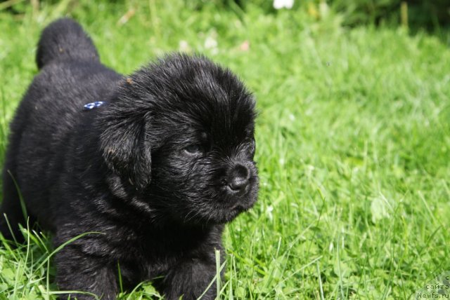 Фото: ньюфаундленд Резидент Земли Сибирской