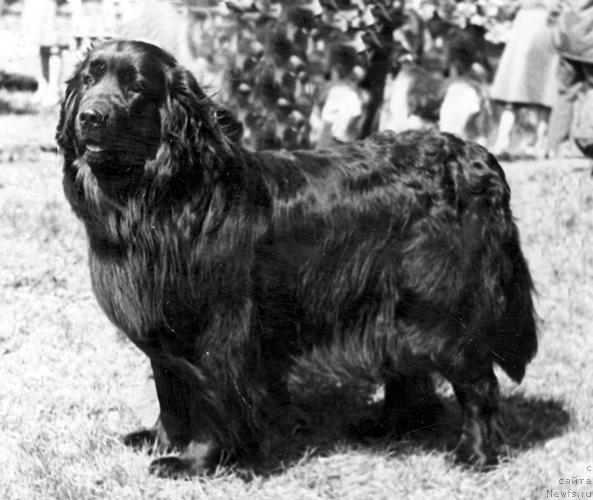 Фото: ньюфаундленд Ольда Явольф