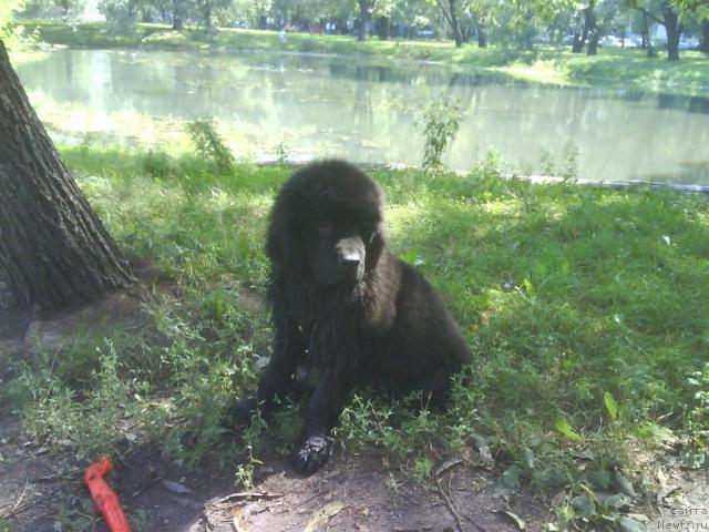 Фото: ньюфаундленд Челенджер