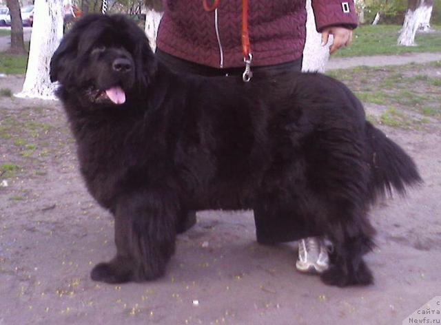Фото: ньюфаундленд Ханеса (Hanesa)