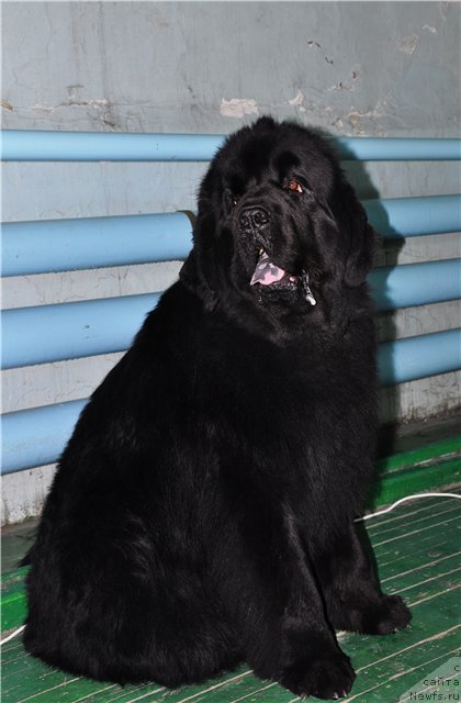 Фото: ньюфаундленд Винсент из Медвежьего Яра (Vincent iz Medvejyego Yara)