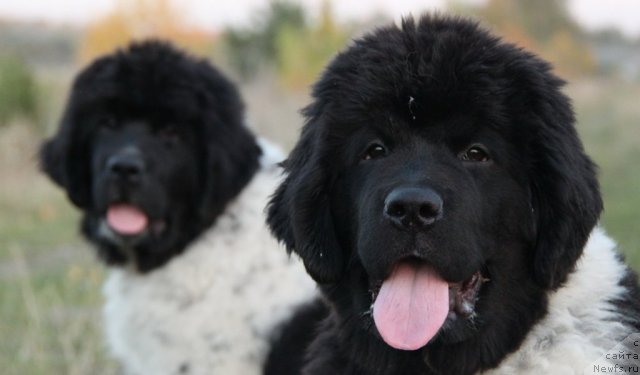Фото: ньюфаундленд Аквиан Сонг Зес Трибьют ту Фешен, ньюфаундленд Аквиан Сонг Зиппи Панда