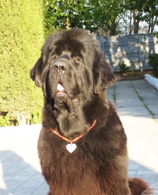 Фото: ньюфаундленд Бегущая по Волнам Вип (Beguschaya po Volnam VIP)