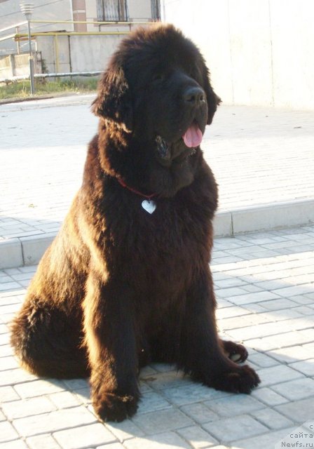 Фото: ньюфаундленд Бегущая по Волнам Вип (Beguschaya po Volnam VIP)