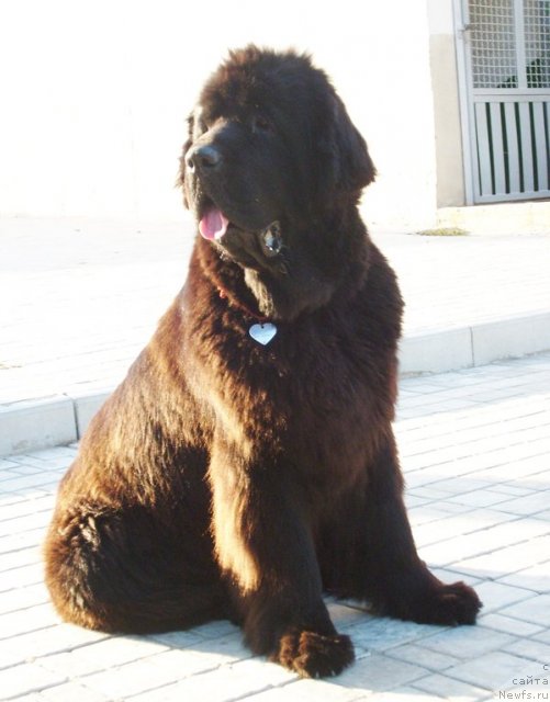 Фото: ньюфаундленд Бегущая по Волнам Вип (Beguschaya po Volnam VIP)