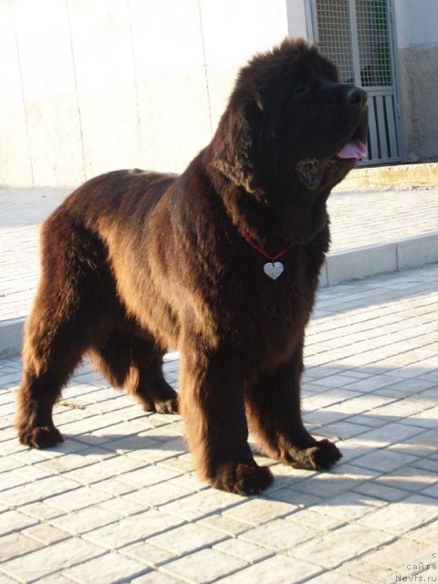 Фото: ньюфаундленд Бегущая по Волнам Вип (Beguschaya po Volnam VIP)