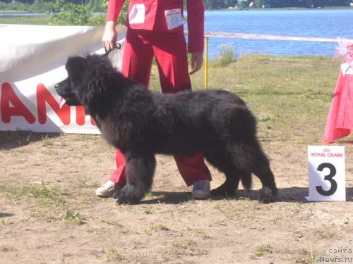 Фото: ньюфаундленд Анджел Викториус