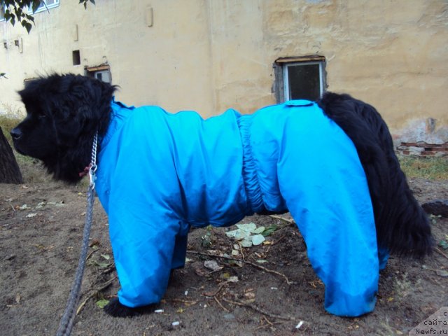 Фотография № 50145