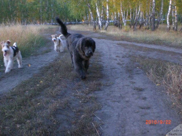 Фото: ньюфаундленд Миссия Блю фо Марлеон из Сибирской Глубинки