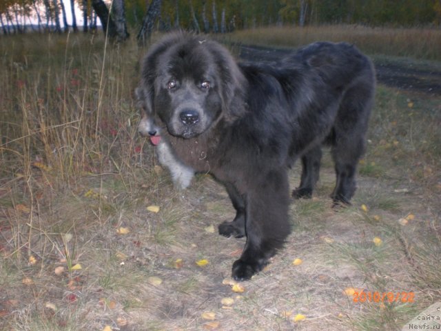 Фото: ньюфаундленд Миссия Блю фо Марлеон из Сибирской Глубинки
