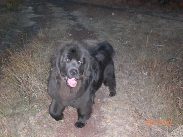 Фото: ньюфаундленд Миссия Блю фо Марлеон из Сибирской Глубинки