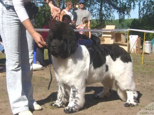 Фото: ньюфаундленд Супер Бизон Арго (Super Bizon Argo)