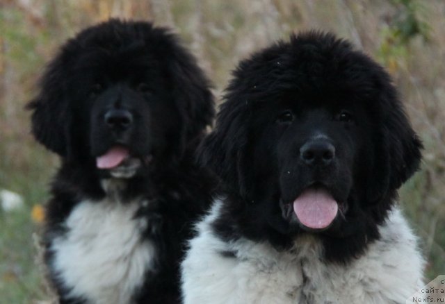 Фото: ньюфаундленд Аквиан Сонг Зиппи Панда, ньюфаундленд Икона Стиля