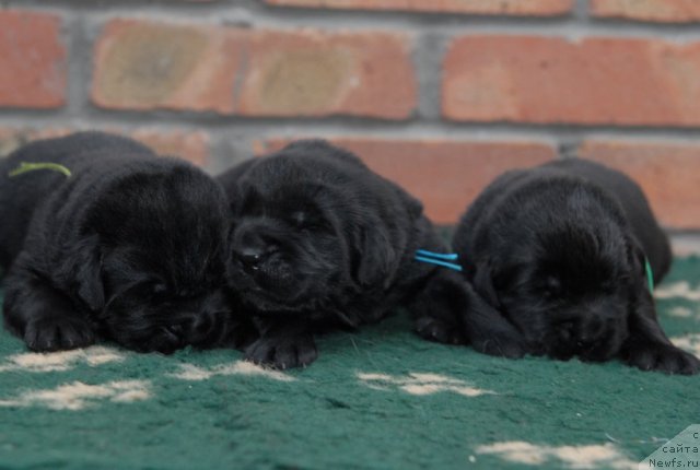 Фото: ньюфаундленд Созидатель с Берега Дона (Sozidatel' s Berega Dona), ньюфаундленд Спасатель с Берега Дона (Spasatel' s Berega Dona), ньюфаундленд Спутник с Берега Дона (Sputnik s Berega Dona)