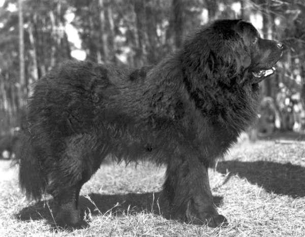 Фото: ньюфаундленд Ококо Явольф
