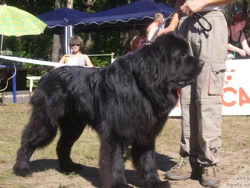 Фото: ньюфаундленд Багги